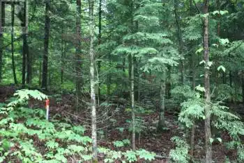 00 Quarry Road, Bancroft, Ontario K0L1C0, ,Commercial,For Sale,Quarry,X8378864