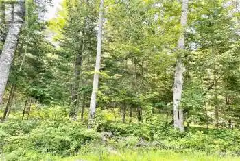 Lot A CHIPPAWA Road, Madawaska Valley (570 - Madawaska Valley), Ontario K0J1B0, ,Commercial,For Sale,Barry's Bay, Combermere, Kaman,CHIPPAWA,X9519297